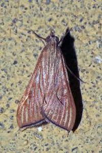 uploads/images/pest/sesame leaf roller.jpg